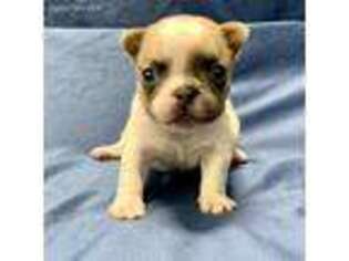 French Bulldog Puppy for sale in Collinsville, OK, USA
