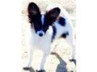 Medium Photo #1 Papillon Puppy For Sale in Mtn Home, ID, USA