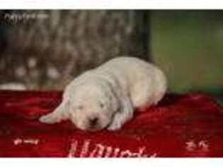 Labrador Retriever Puppy for sale in Palm Bay, FL, USA