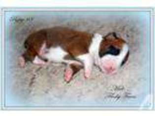 Boxer Puppy for sale in SEAGROVE, NC, USA