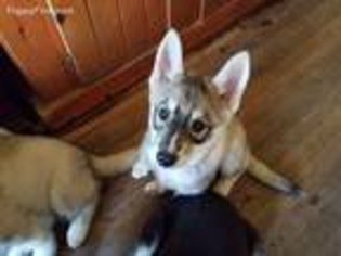 Siberian Husky Puppy for sale in Penns Grove, NJ, USA