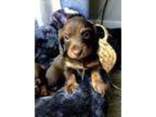 Dachshund Puppy for sale in Pembroke Pines, FL, USA