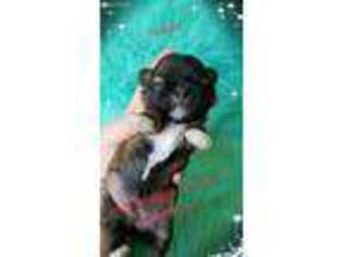 Mutt Puppy for sale in Breaux Bridge, LA, USA