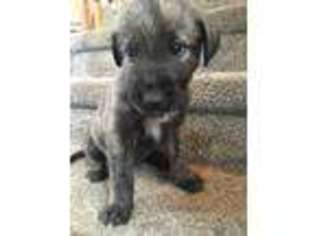 Irish Wolfhound Puppy for sale in West Lafayette, IN, USA