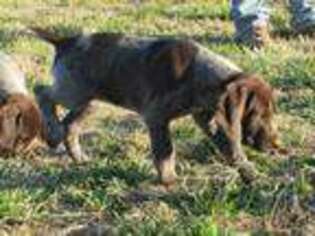 German Shorthaired Pointer Puppy for sale in San Angelo, TX, USA