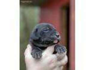 Mastiff Puppy for sale in Mendenhall, MS, USA