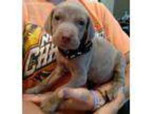 Weimaraner Puppy for sale in Carrollton, GA, USA