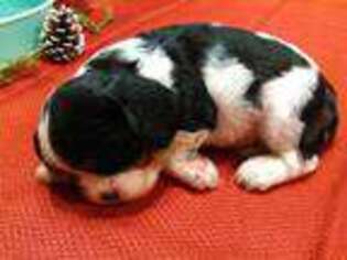 Cavalier King Charles Spaniel Puppy for sale in Melbourne, AR, USA