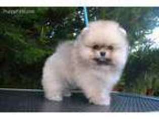 Pomeranian Puppy for sale in Torrance, CA, USA