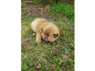 Chow Chow Puppy for sale in Cookville, TX, USA
