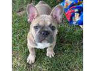 French Bulldog Puppy for sale in Black Creek, WI, USA