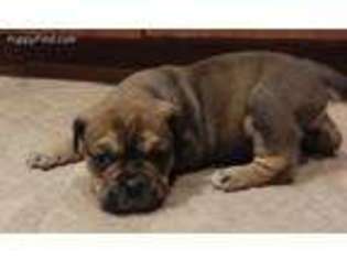 Olde English Bulldogge Puppy for sale in Tyrone, PA, USA