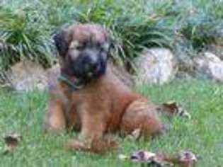 Soft Coated Wheaten Terrier Puppy for sale in Athens, TN, USA