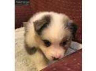 Australian Shepherd Puppy for sale in Greensboro, NC, USA