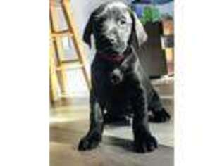 Labrador Retriever Puppy for sale in Oregon City, OR, USA