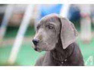 Great Dane Puppy for sale in MILFORD, IN, USA