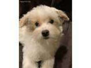 Maltipom Puppy for sale in Gurnee, IL, USA