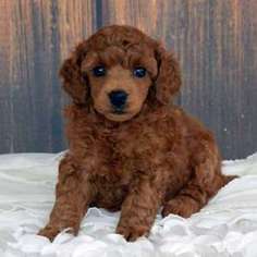 Mutt Puppy for sale in Alvin, TX, USA