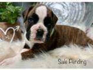Boxer Puppy for sale in Baileyville, KS, USA