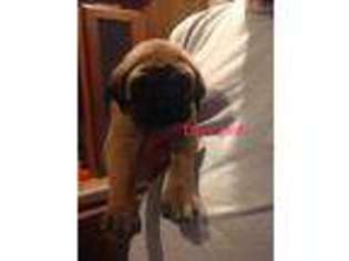 Mastiff Puppy for sale in Olive Branch, IL, USA
