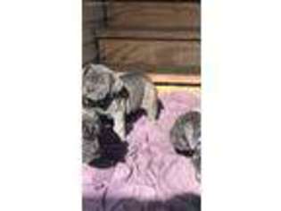 Neapolitan Mastiff Puppy for sale in Conway, AR, USA