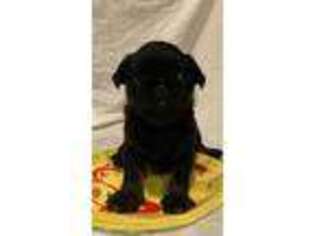 Brussels Griffon Puppy for sale in Spring, TX, USA