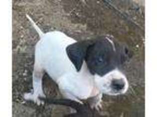 Great Dane Puppy for sale in Manteca, CA, USA
