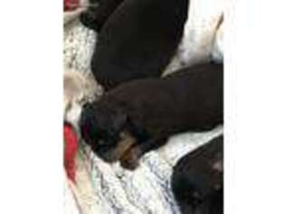 Rottweiler Puppy for sale in Carmel, NY, USA
