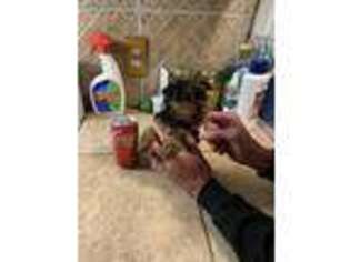Yorkshire Terrier Puppy for sale in Denham Springs, LA, USA