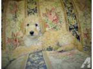 Labradoodle Puppy for sale in NORTH VERNON, IN, USA