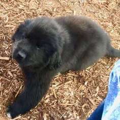 Newfoundland Puppy for sale in Fort Collins, CO, USA