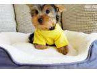 Yorkshire Terrier Puppy for sale in San Diego, CA, USA