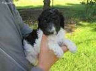 Mutt Puppy for sale in West Concord, MN, USA