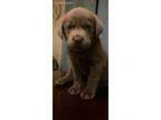 Labrador Retriever Puppy for sale in Keller, TX, USA