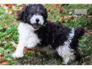 Mutt Puppy for sale in Decatur, AL, USA