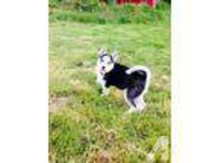 Siberian Husky Puppy for sale in GASTON, OR, USA