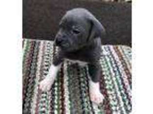 Cane Corso Puppy for sale in Edwardsburg, MI, USA