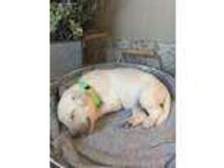 Labradoodle Puppy for sale in Walker, LA, USA