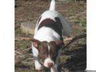 Rat Terrier Puppy for sale in STITES, ID, USA