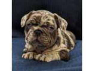 French Bulldog Puppy for sale in Benton, LA, USA