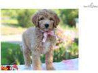 Goldendoodle Puppy for sale in Lexington, KY, USA