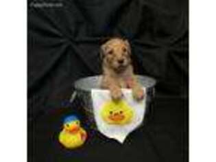Goldendoodle Puppy for sale in Alum Bank, PA, USA