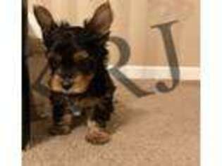 Yorkshire Terrier Puppy for sale in Fayetteville, NC, USA