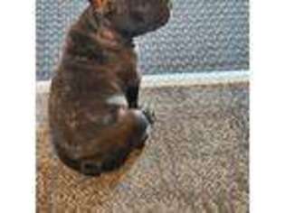 French Bulldog Puppy for sale in Pocatello, ID, USA
