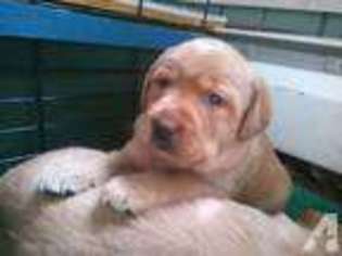 Labrador Retriever Puppy for sale in ADDISON, NY, USA