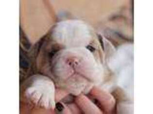 Bulldog Puppy for sale in Florence, AZ, USA
