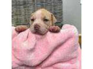 Alapaha Blue Blood Bulldog Puppy for sale in Hudson, NH, USA