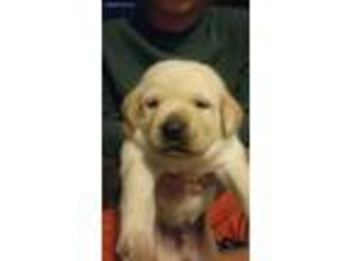 Labrador Retriever Puppy for sale in Conway, SC, USA