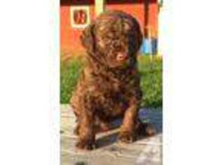 Mutt Puppy for sale in FOREST LAKE, MN, USA