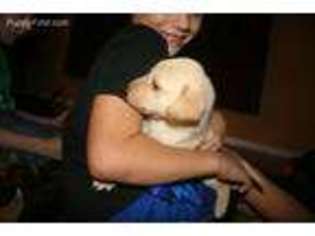 Labrador Retriever Puppy for sale in Smithfield, NC, USA